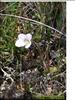 Flores del Paramo (25)